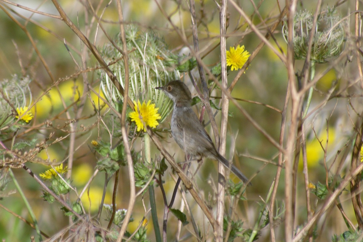 Sardinian Warbler - ML622091530