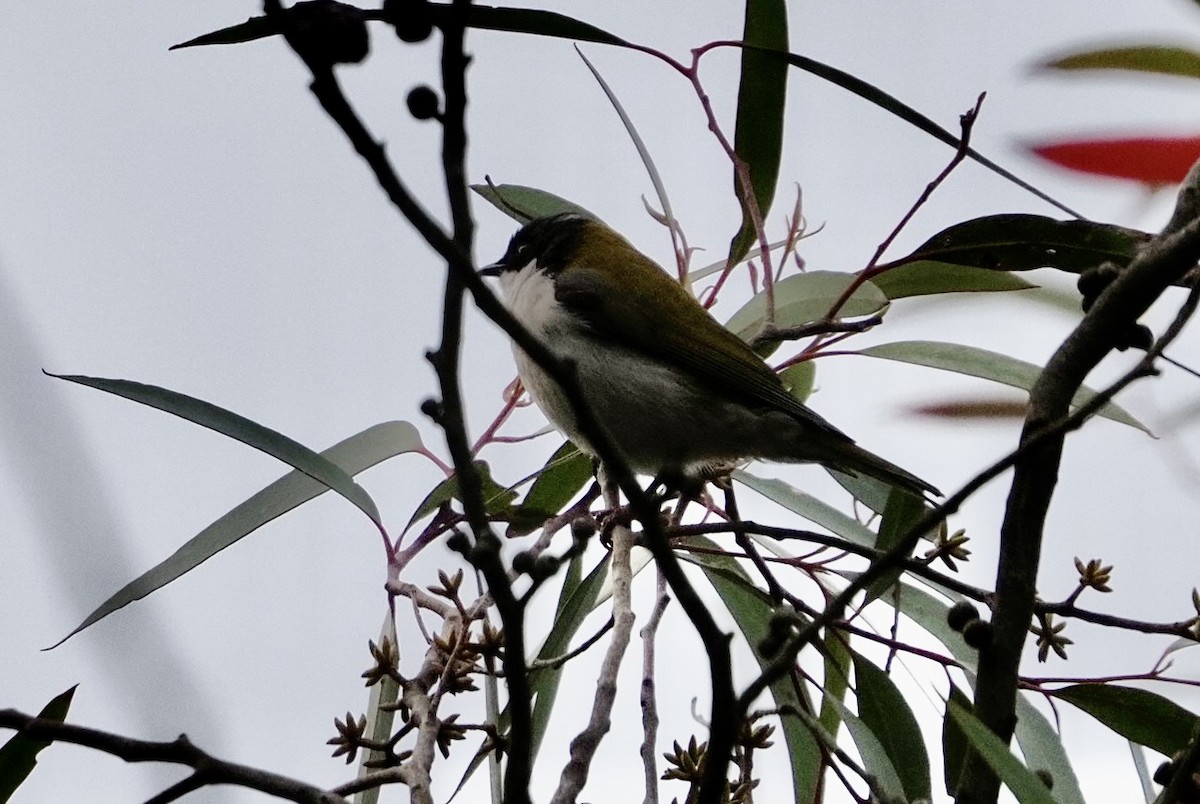 White-naped Honeyeater - ML622091531