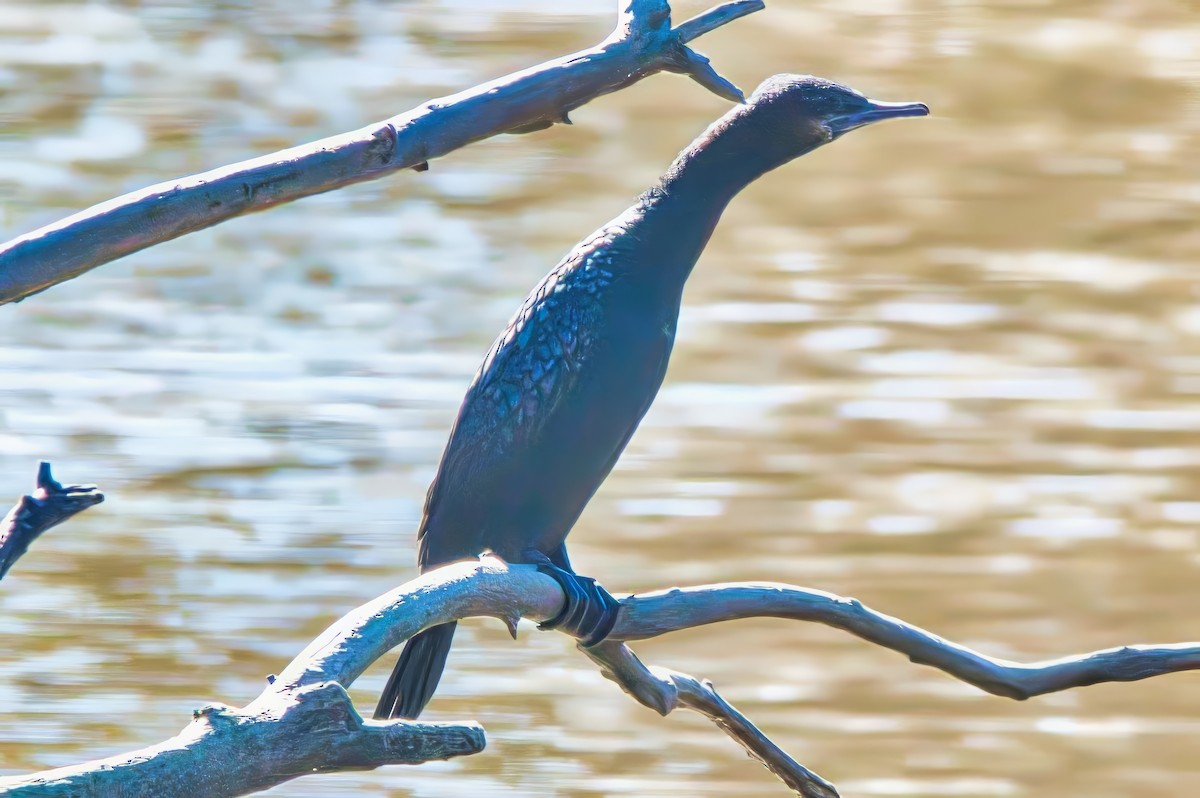 Little Black Cormorant - Alfons  Lawen