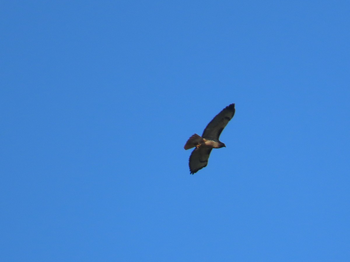 Red-tailed Hawk - Latha Raghavendra