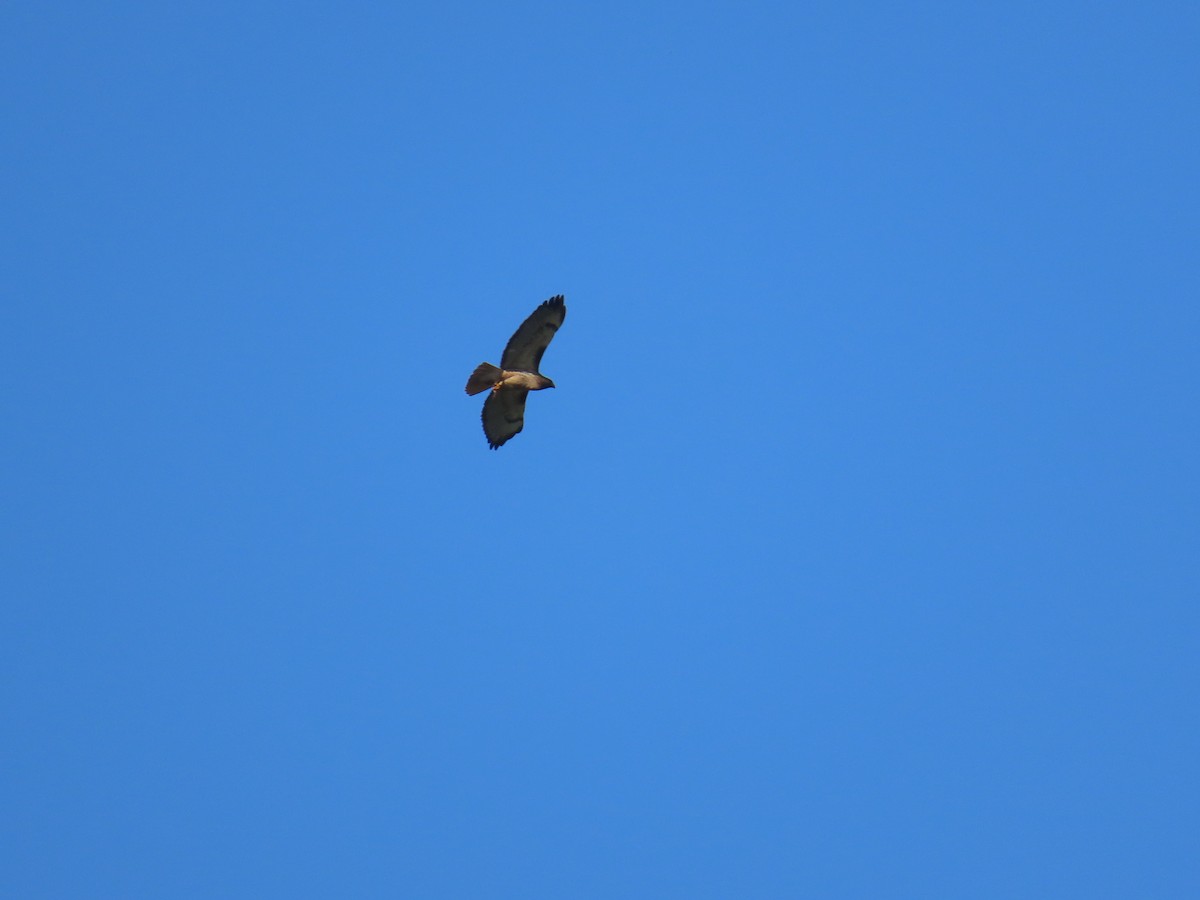 Red-tailed Hawk - Latha Raghavendra