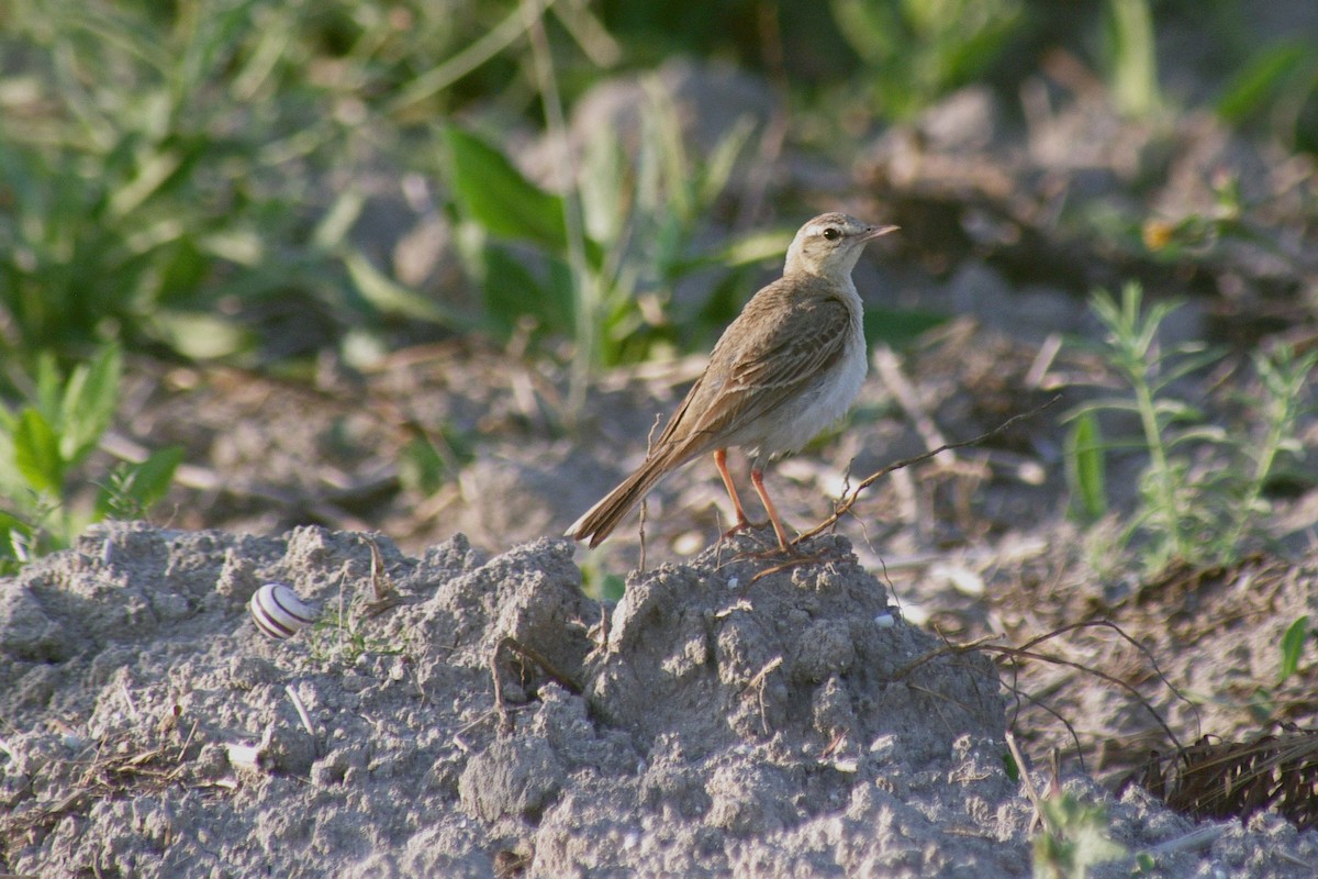 Bisbita Campestre - ML622091540