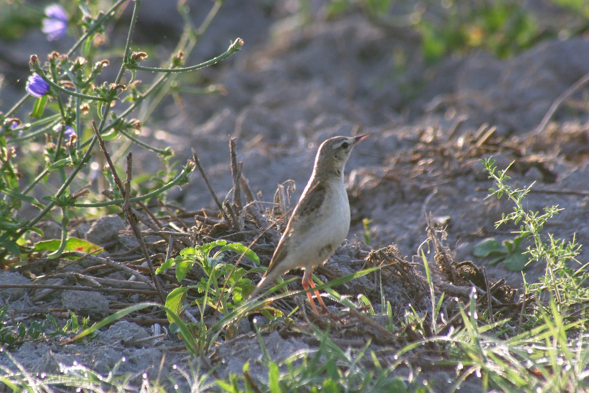 Bisbita Campestre - ML622091541