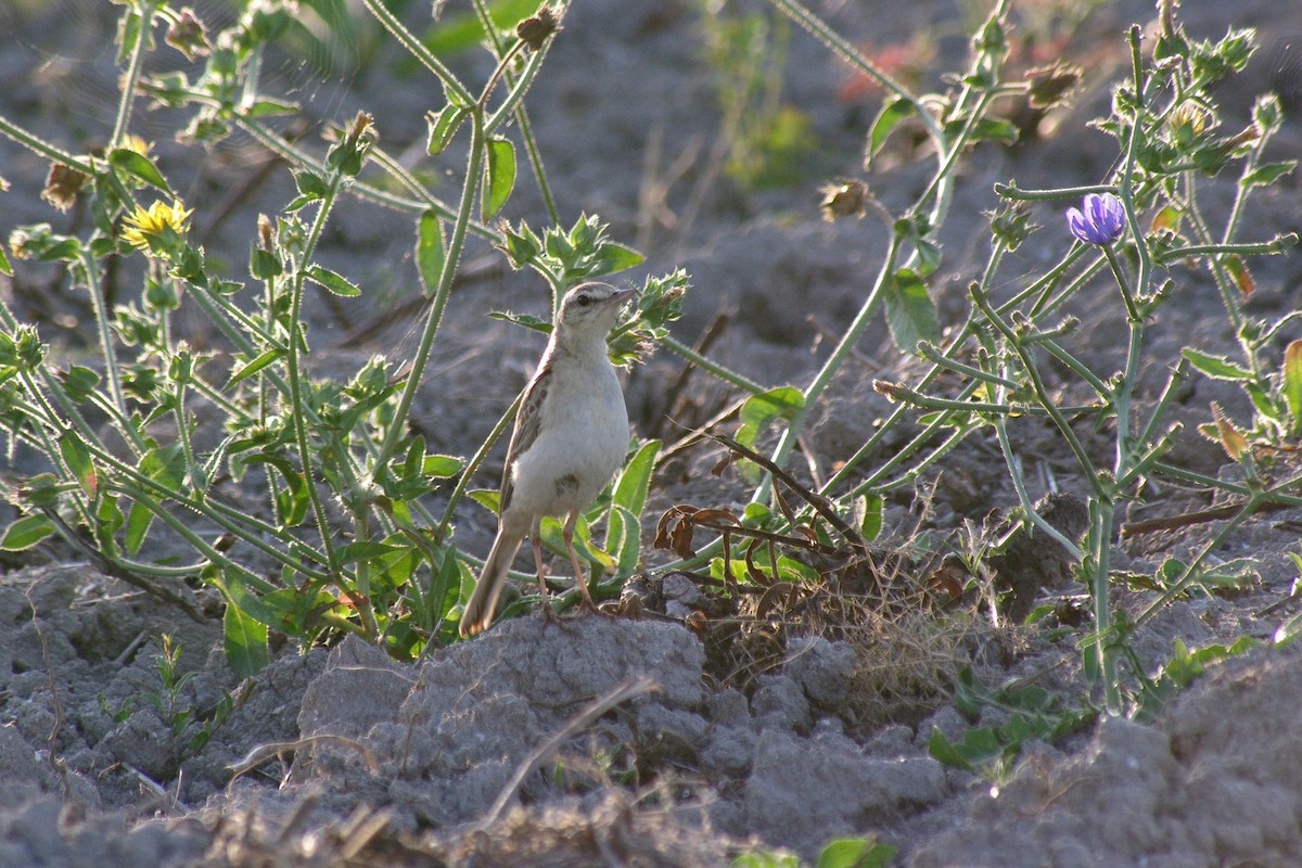 Bisbita Campestre - ML622091542