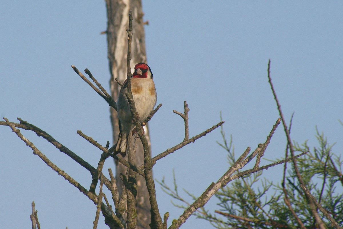 European Goldfinch - ML622091544