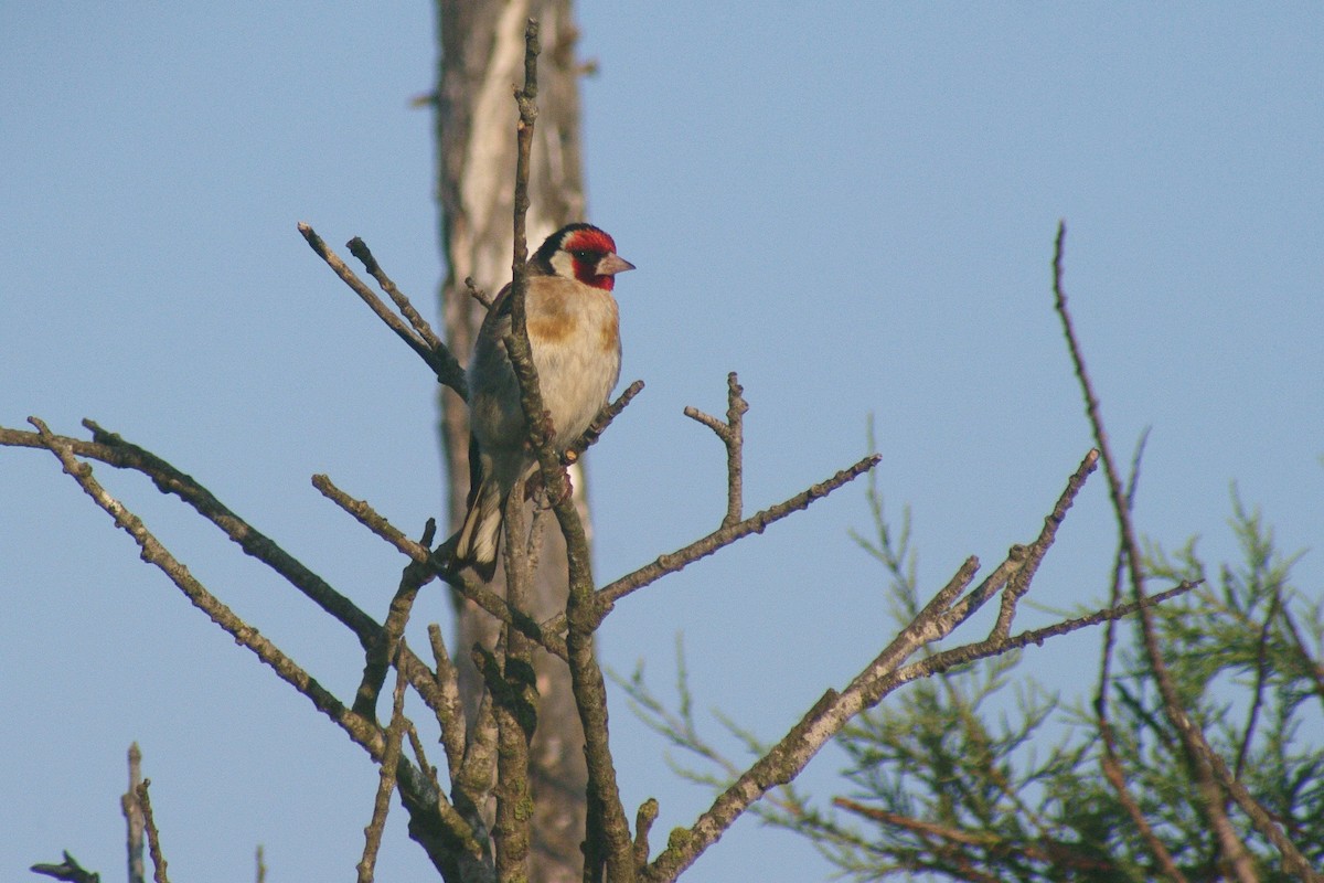 European Goldfinch - ML622091545