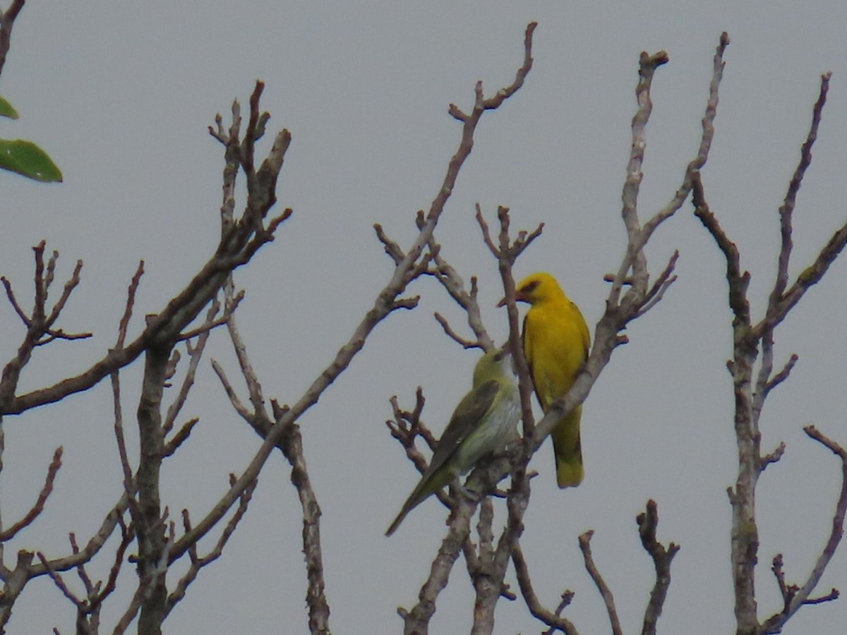 Eurasian Golden Oriole - Uroš Vasić