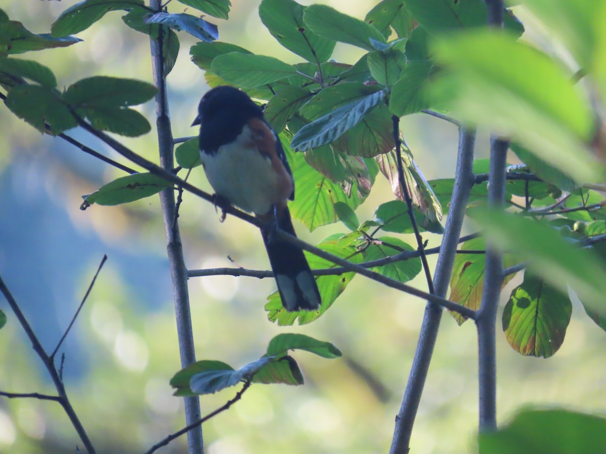 Spotted Towhee - ML622091589