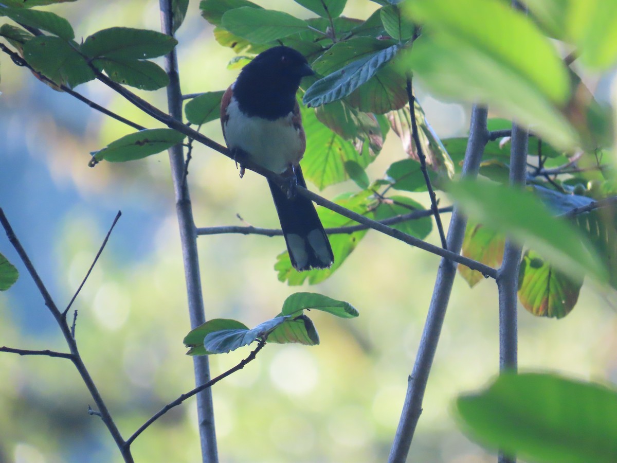 Spotted Towhee - ML622091590