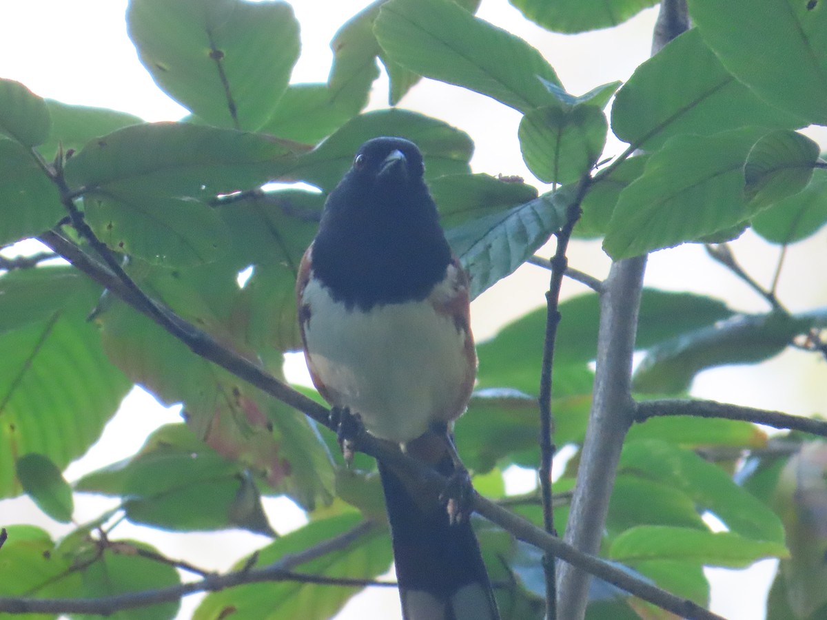 Spotted Towhee - ML622091591