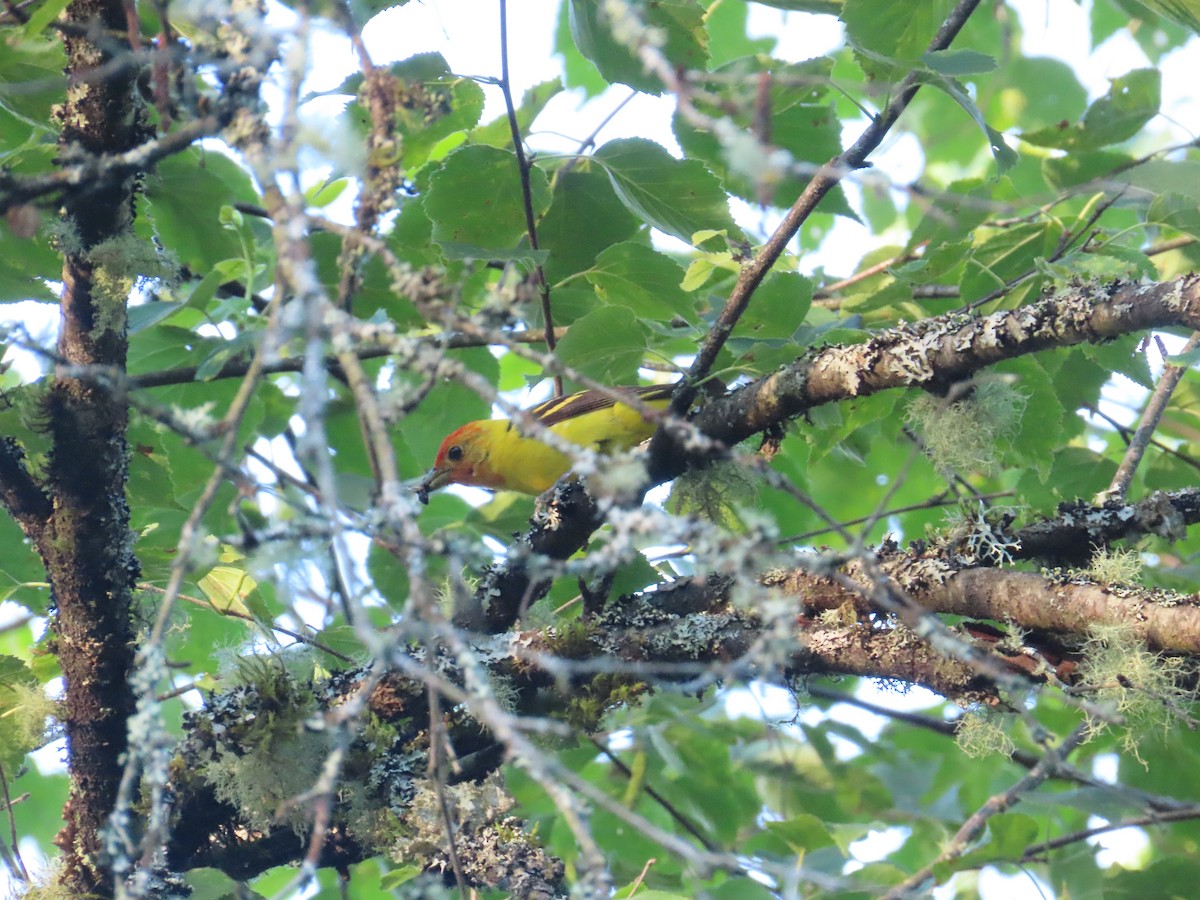 Western Tanager - ML622091609