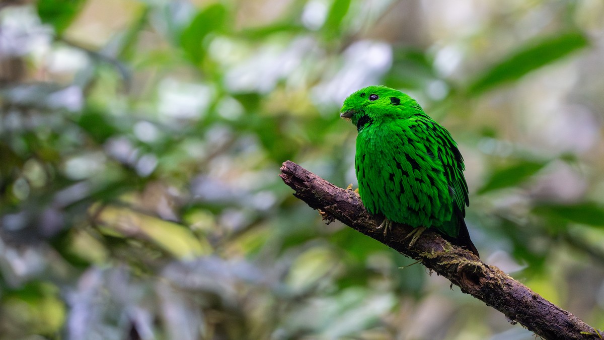 Whitehead's Broadbill - Javier Cotin