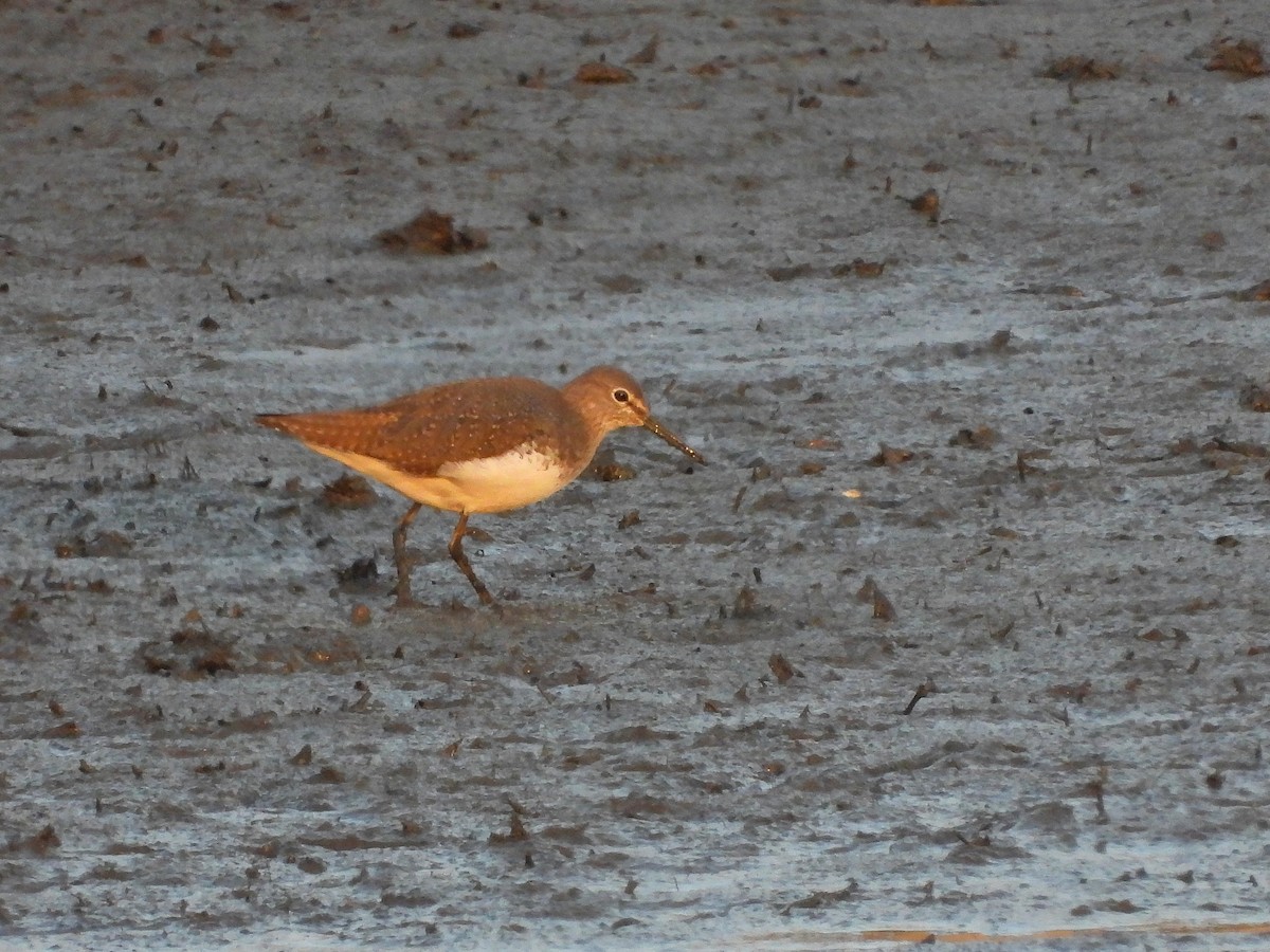 Green Sandpiper - ML622091850