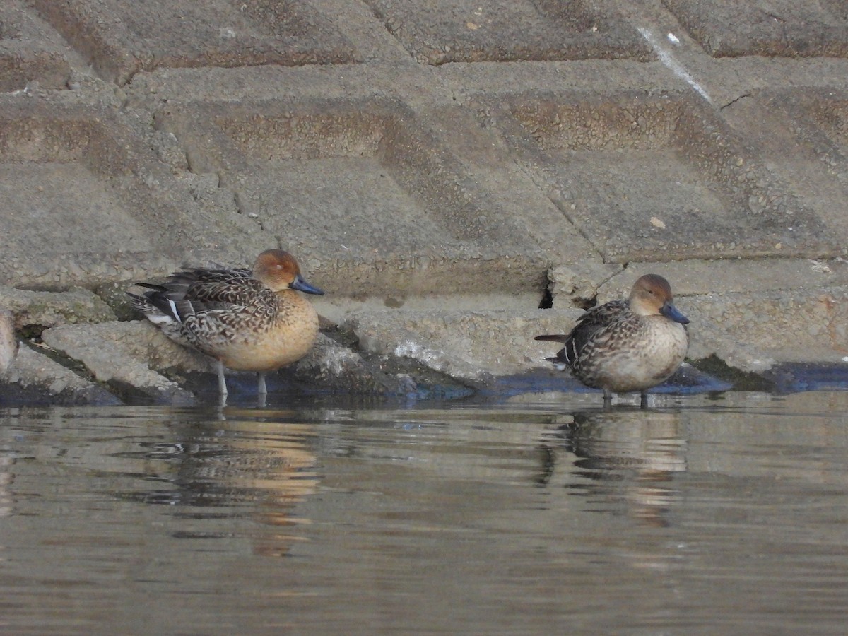 Northern Pintail - ML622091855