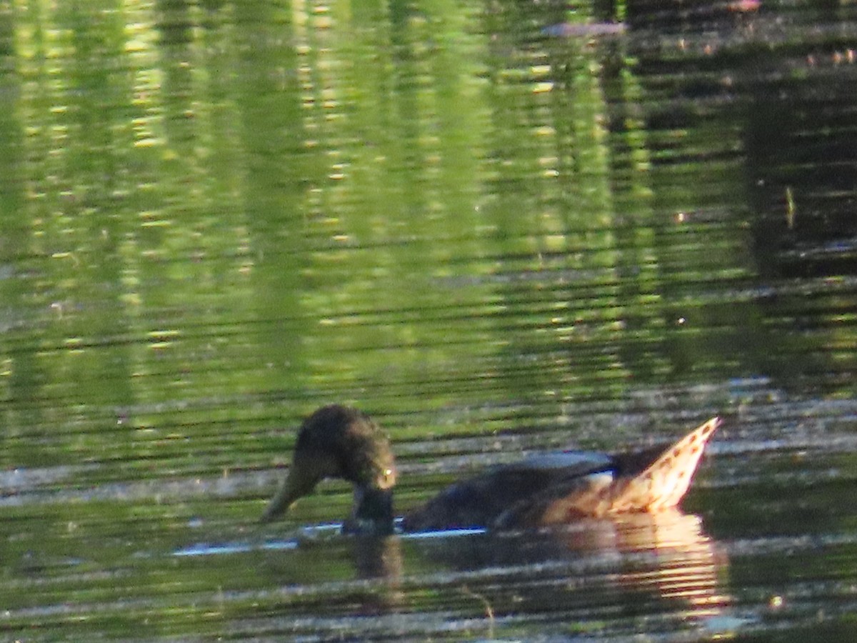 Canard colvert - ML622091885