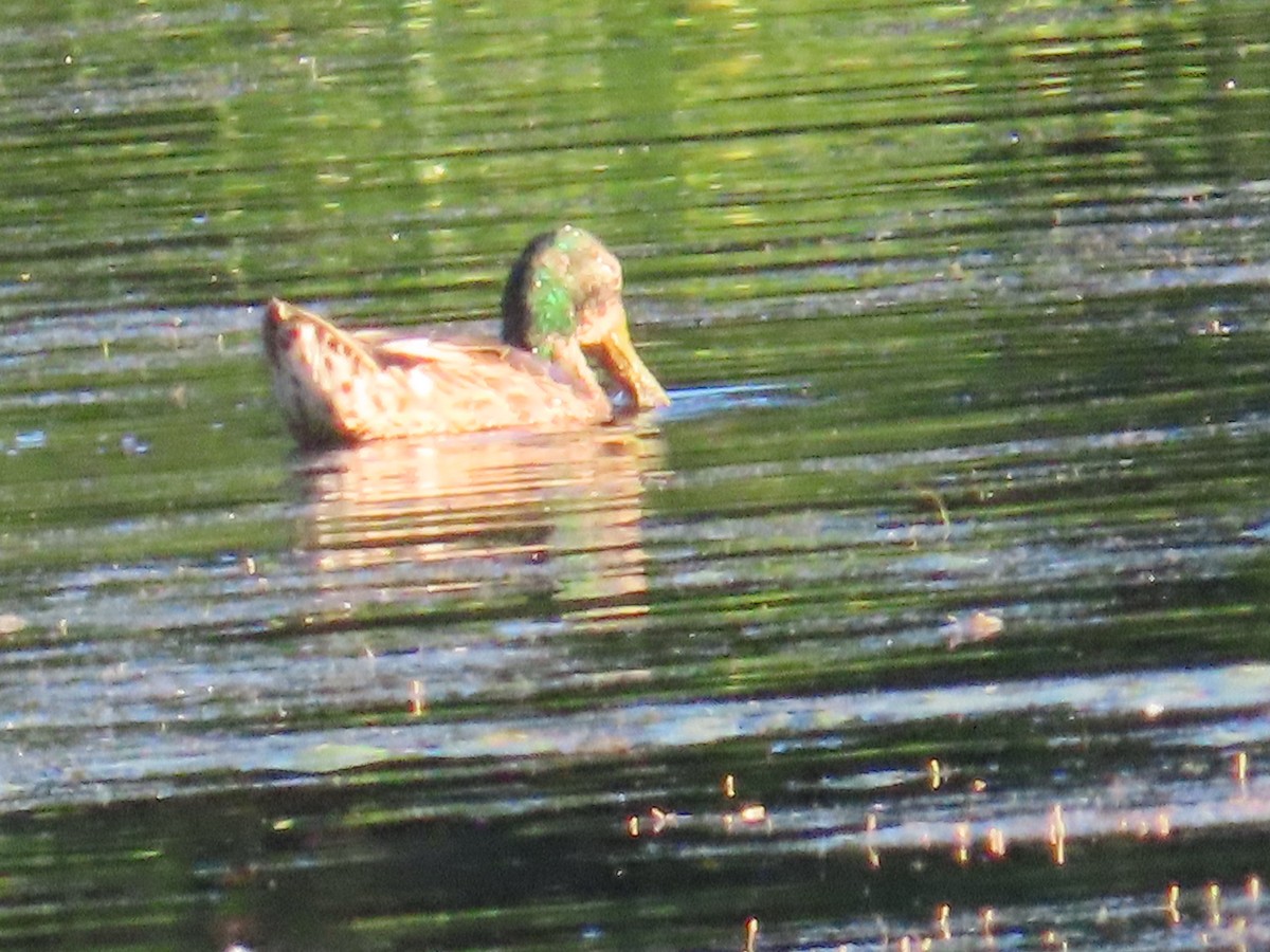 Canard colvert - ML622091886