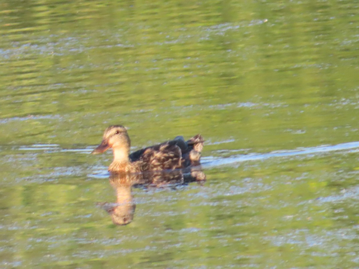 Canard colvert - ML622091887