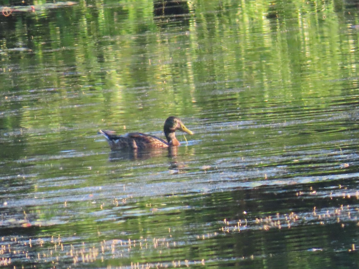 Canard colvert - ML622091888