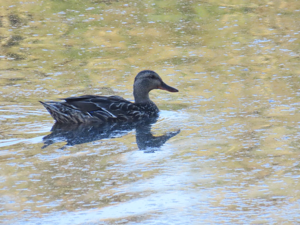 Mallard - Latha Raghavendra