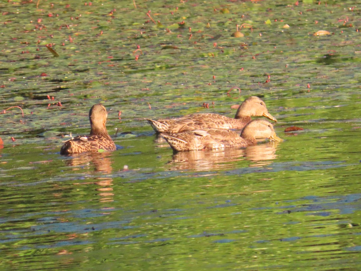 Canard colvert - ML622091892