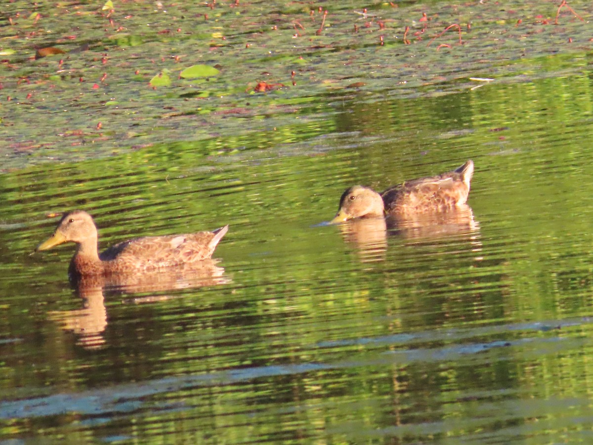 Canard colvert - ML622091893