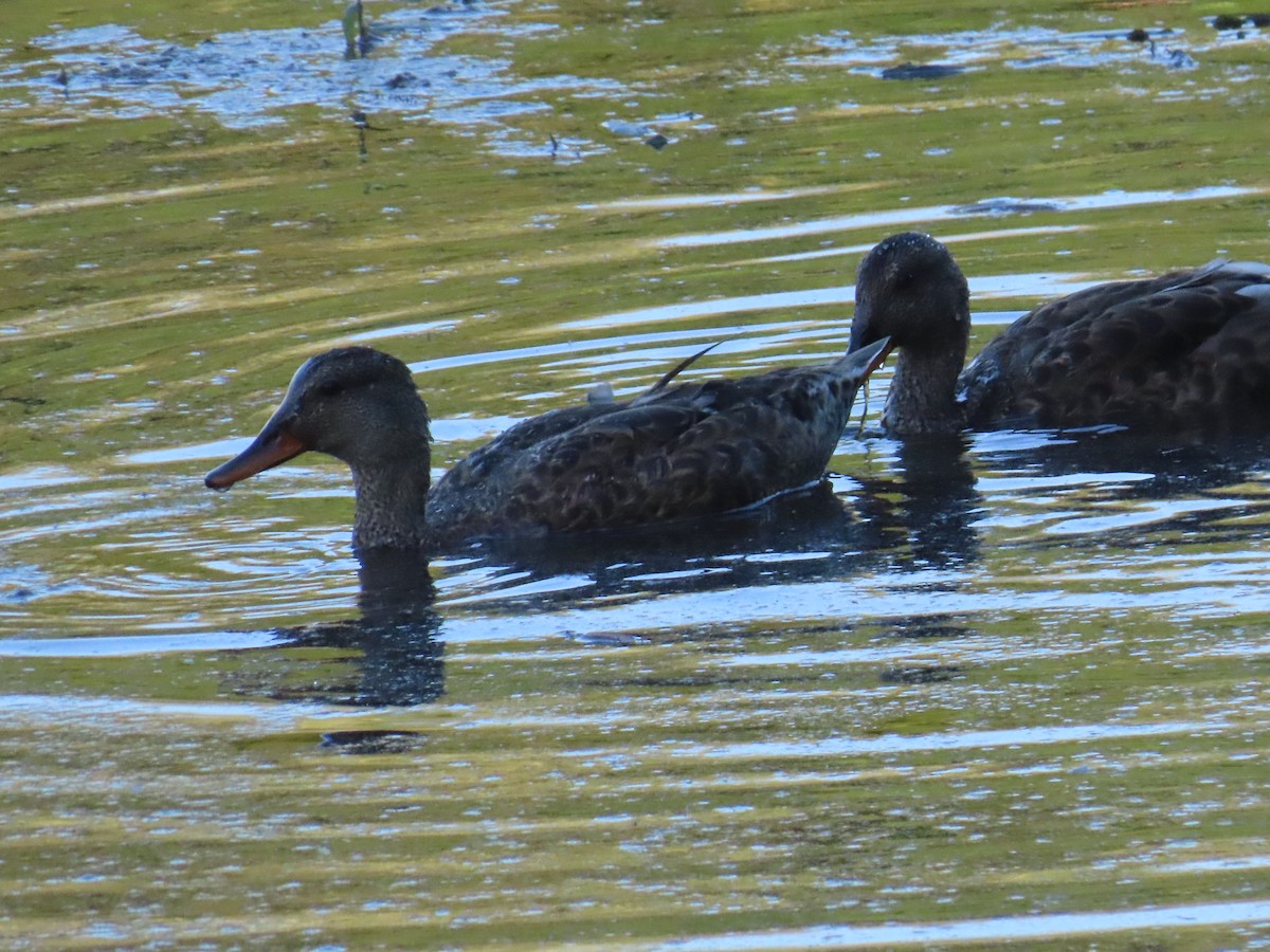 Canard colvert - ML622091894