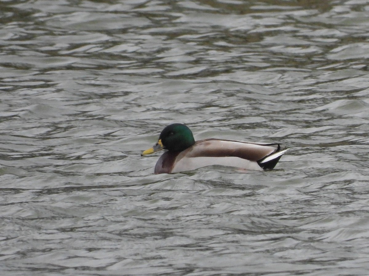 Canard colvert - ML622091907