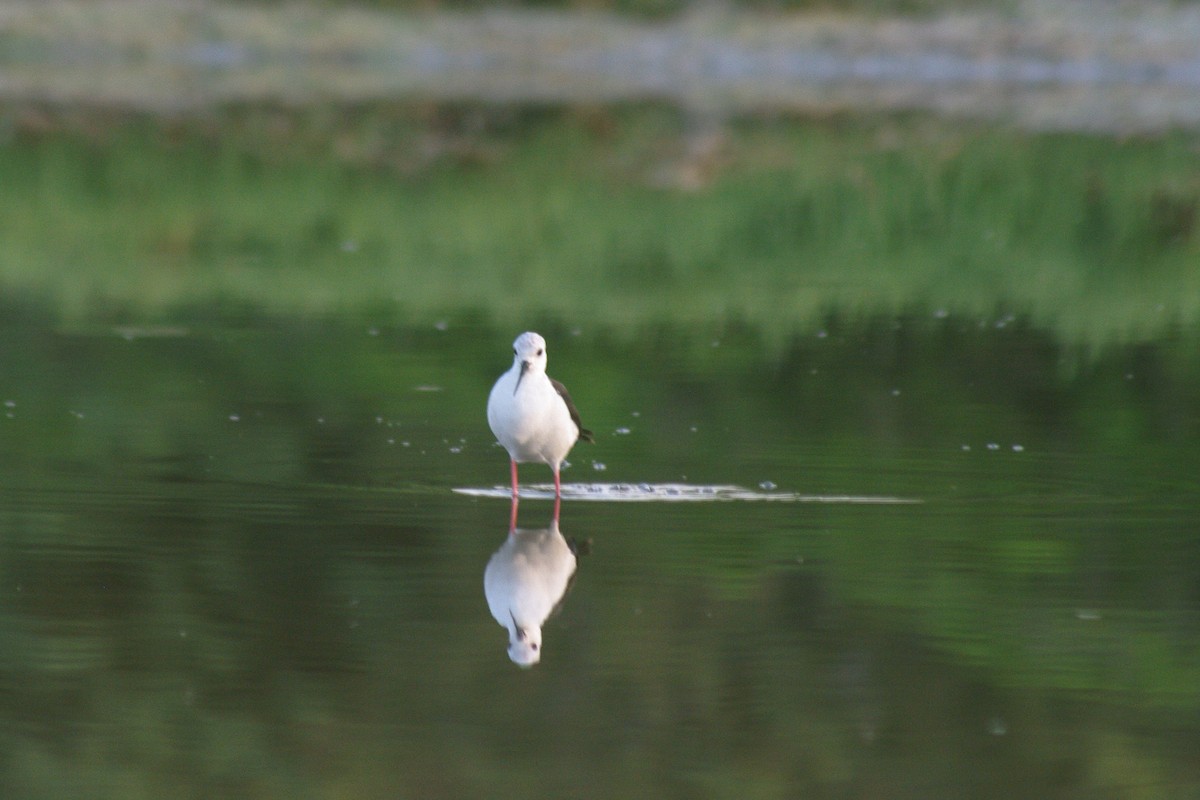 Échasse blanche - ML622091908