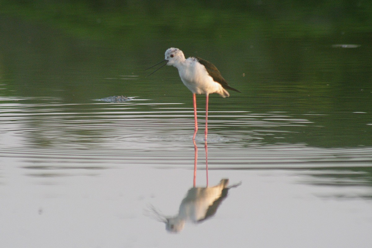 Black-winged Stilt - Max Chiari