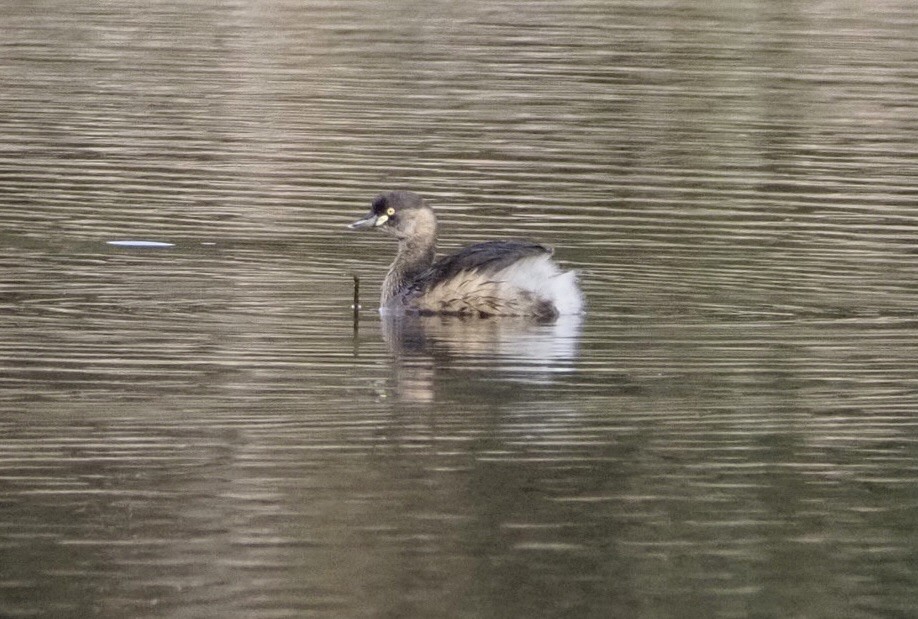 Australasian Grebe - Yvonne van Netten