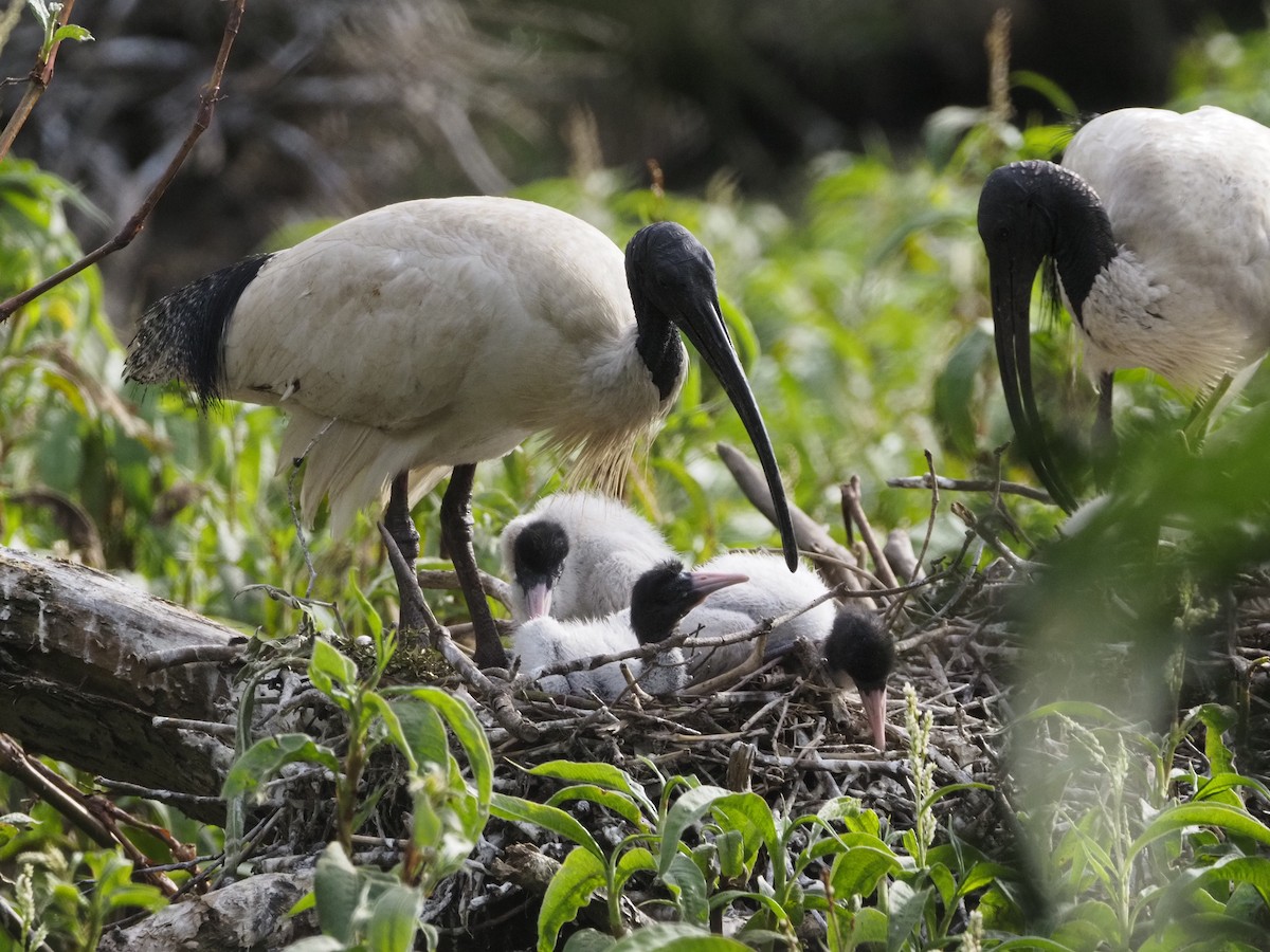 Australian Ibis - ML622091944