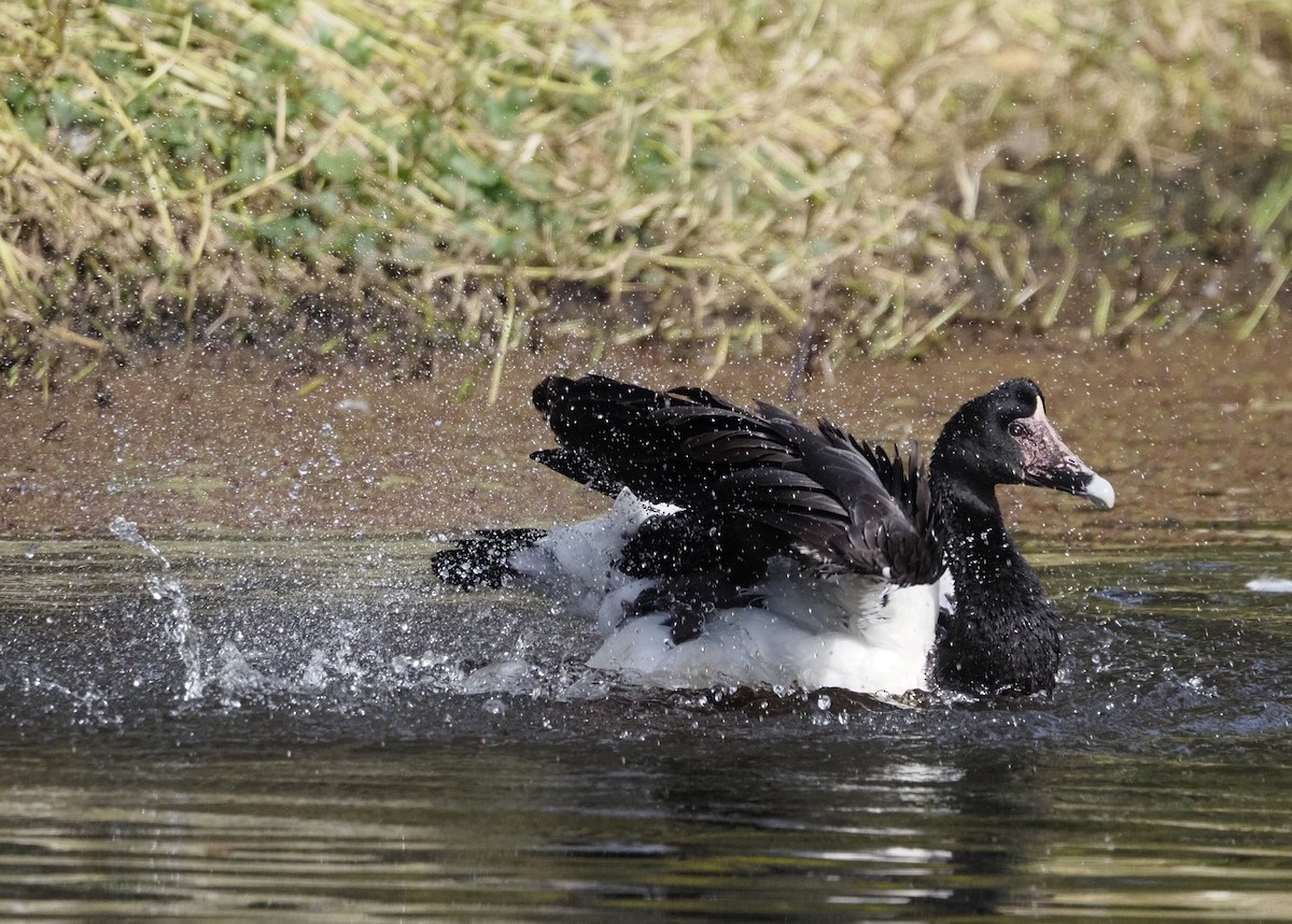 Magpie Goose - ML622091977