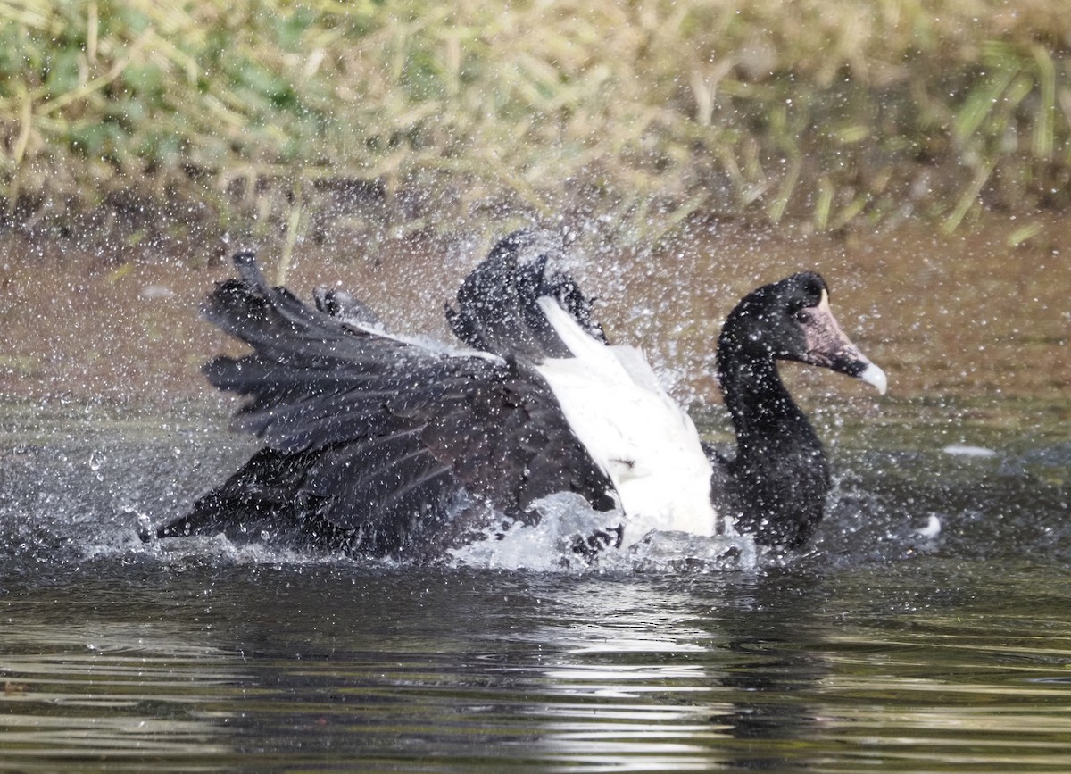 Magpie Goose - ML622091980