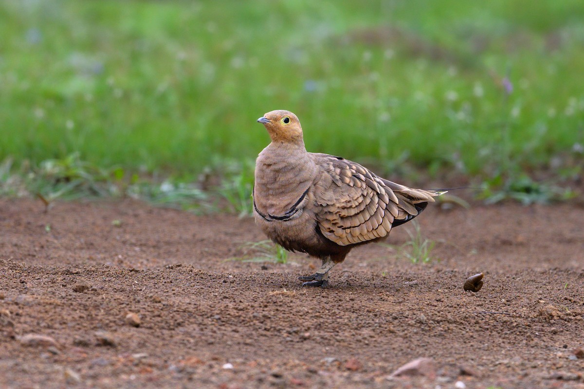 Chestnut-bellied Sandgrouse - Prashant Tewari