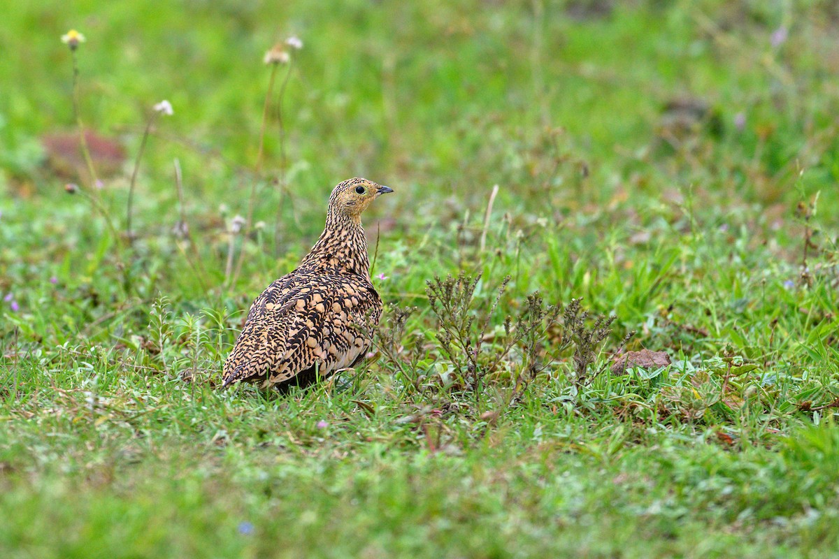 Chestnut-bellied Sandgrouse - ML622091982