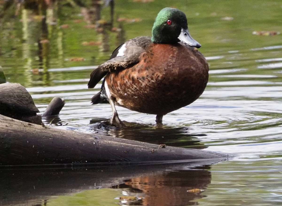 Chestnut Teal - ML622091983