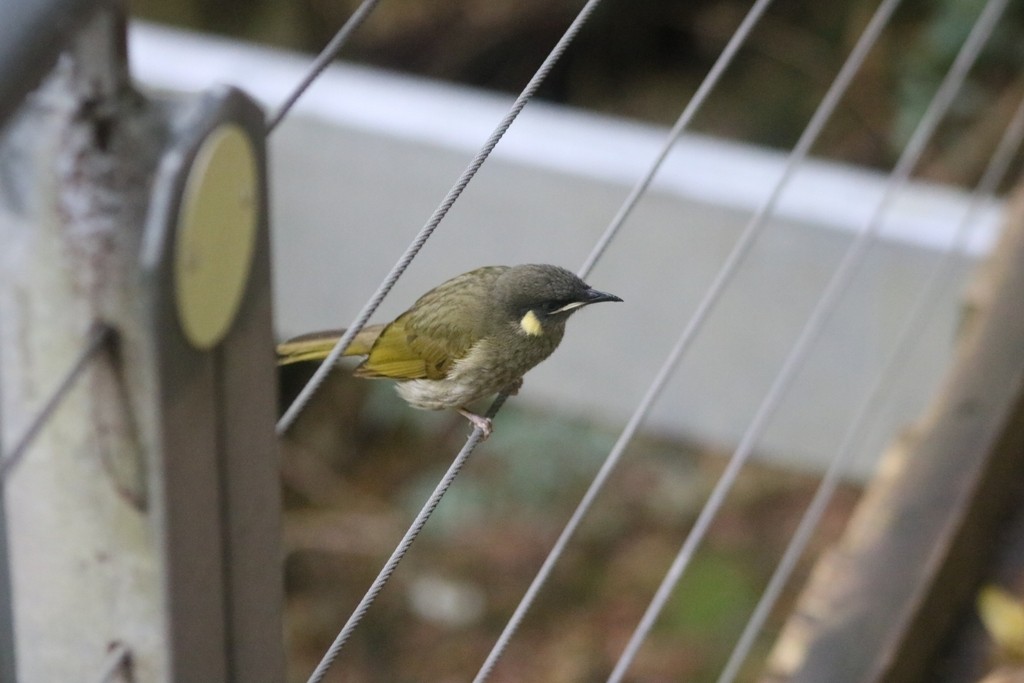 Медолюб великий - ML622091984