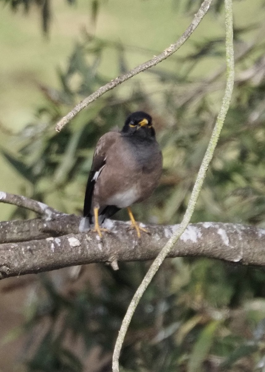 Common Myna - ML622091987