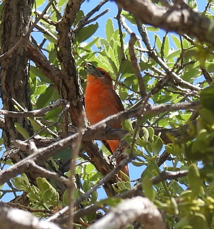 Hepatic Tanager (Northern) - ML622092010