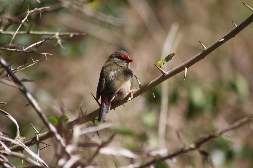 Red-browed Firetail - ML622092011