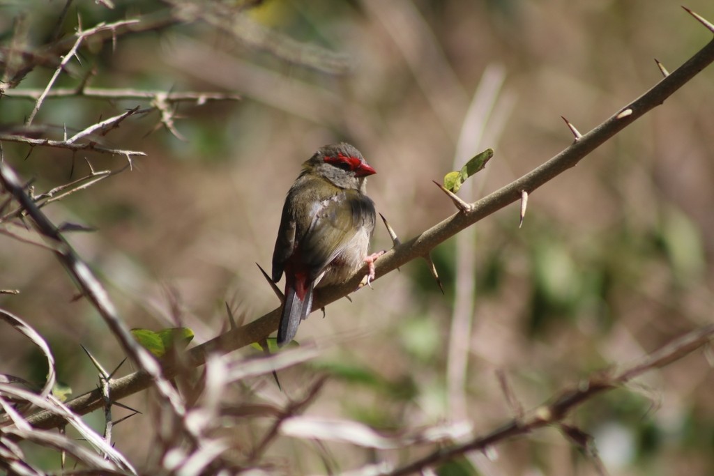 Red-browed Firetail - Oscar Dove