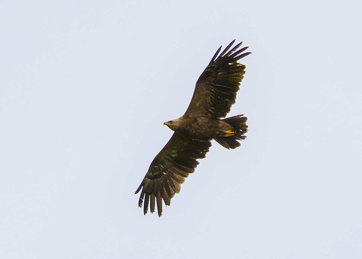 Lesser Spotted Eagle - Toby Carter
