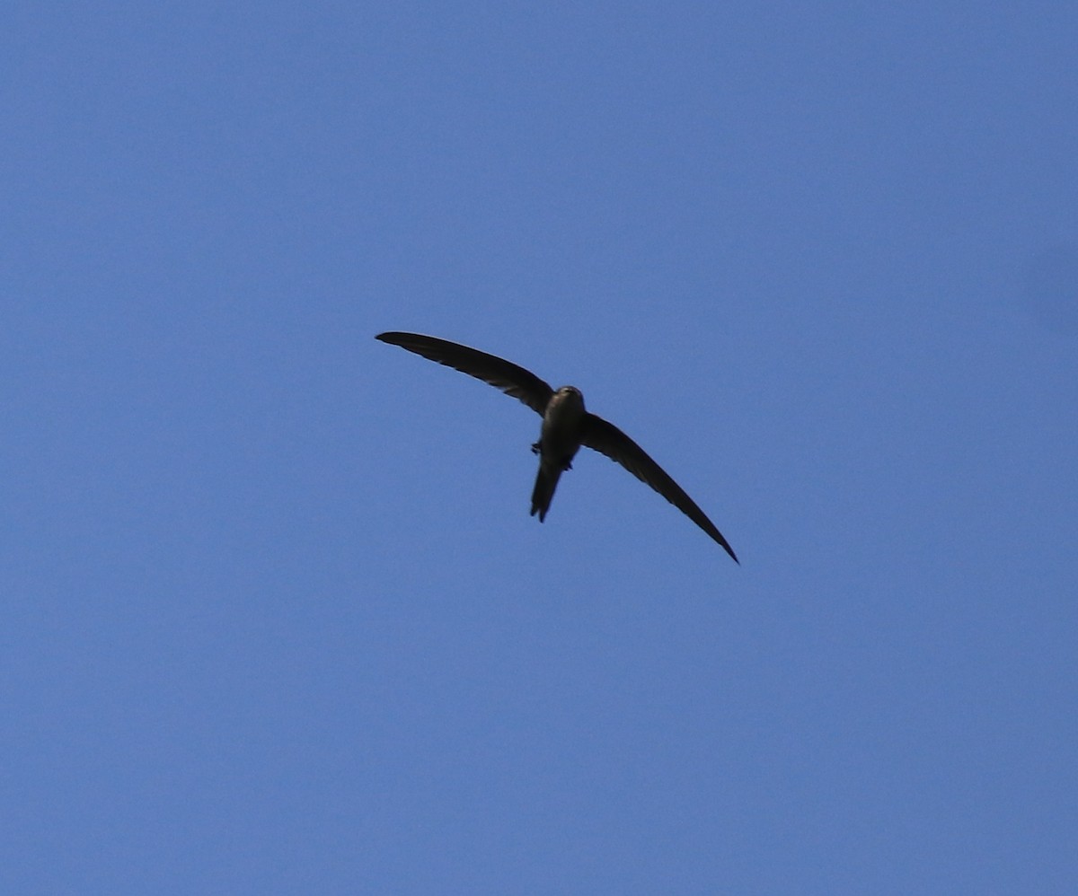 Asian Palm Swift - Afsar Nayakkan