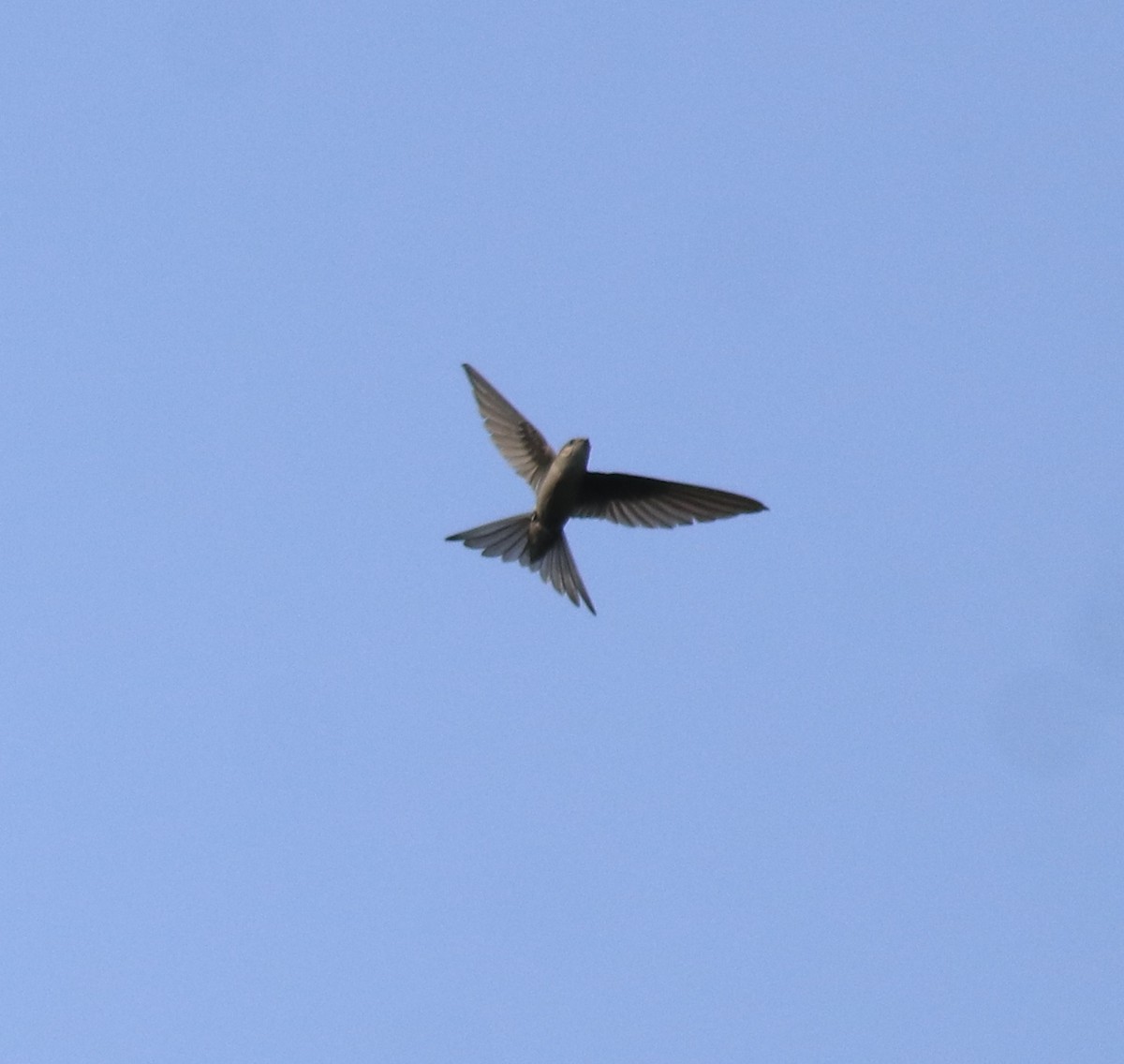 Asian Palm Swift - Afsar Nayakkan