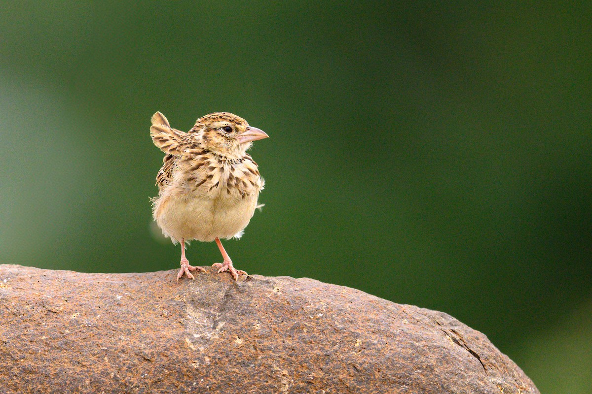 Indian Bushlark - ML622092027