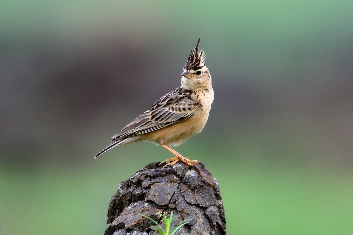 Tawny Lark - ML622092031