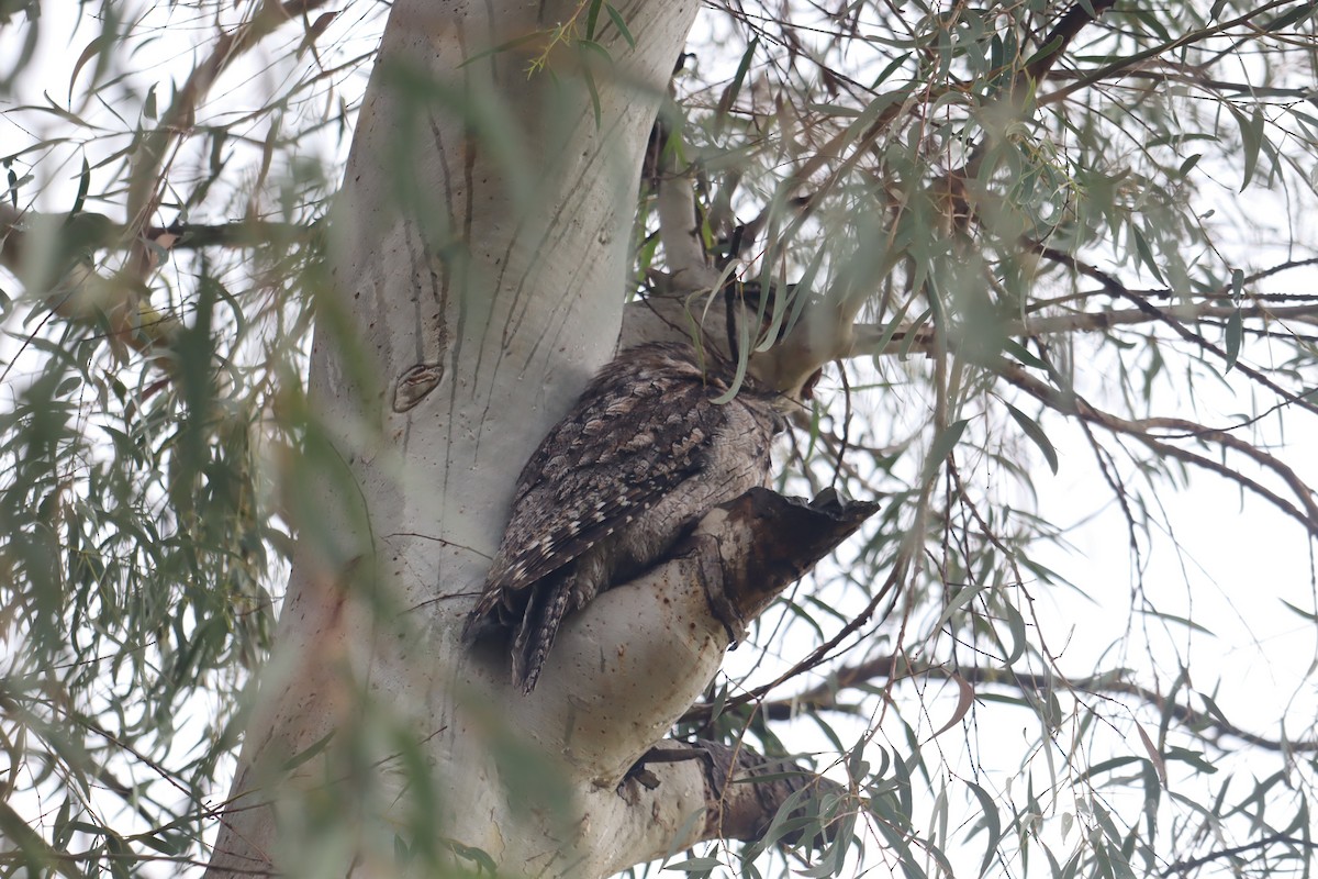 Tawny Frogmouth - Darren Foster