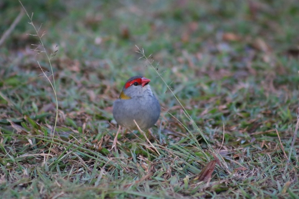 Red-browed Firetail - ML622092036