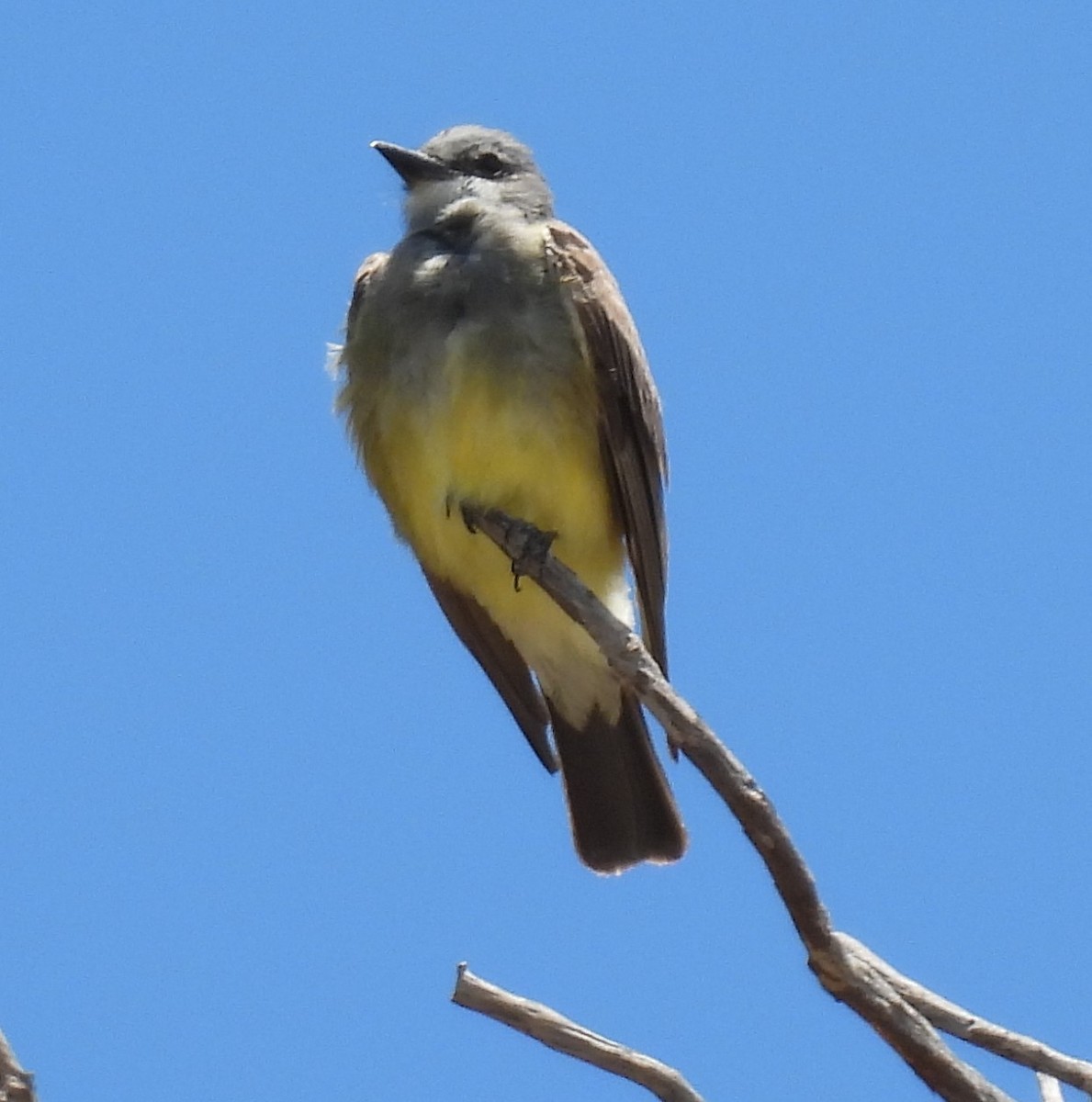 Cassin's Kingbird - ML622092038