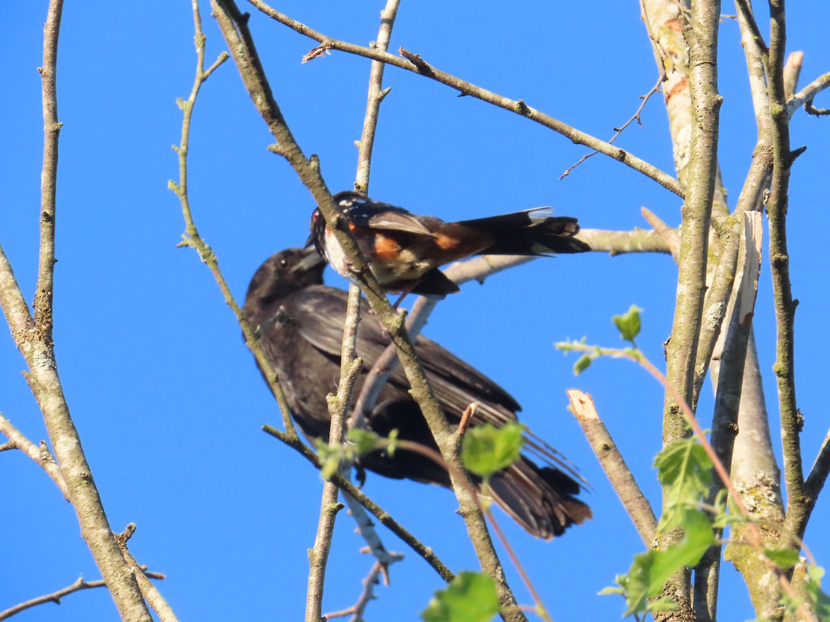 Spotted Towhee - Latha Raghavendra